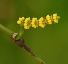 Fotografia da espécie Gnetum gnemon