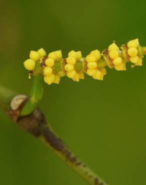 Fotografia 15 da espécie Gnetum gnemon no Jardim Botânico UTAD