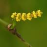 Fotografia 15 da espécie Gnetum gnemon do Jardim Botânico UTAD