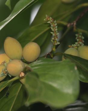 Fotografia 16 da espécie Gnetum gnemon no Jardim Botânico UTAD