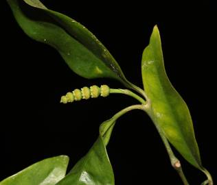 Fotografia da espécie Gnetum gnemon