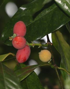 Fotografia 18 da espécie Gnetum gnemon no Jardim Botânico UTAD