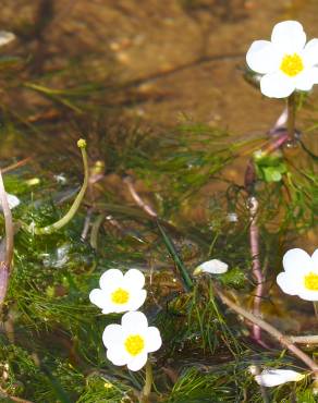 Fotografia 19 da espécie Ranunculus peltatus subesp. peltatus no Jardim Botânico UTAD