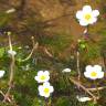 Fotografia 19 da espécie Ranunculus peltatus subesp. peltatus do Jardim Botânico UTAD