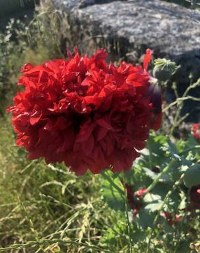 Fotografia 12 da espécie Papaver somniferum subesp. somniferum no Jardim Botânico UTAD