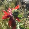 Fotografia 13 da espécie Papaver somniferum subesp. somniferum do Jardim Botânico UTAD