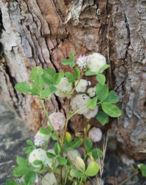 Fotografia 13 da espécie Trifolium tomentosum no Jardim Botânico UTAD