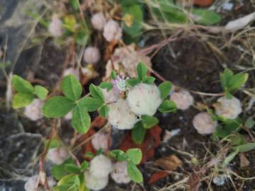 Fotografia da espécie Trifolium tomentosum