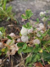 Fotografia da espécie Trifolium tomentosum