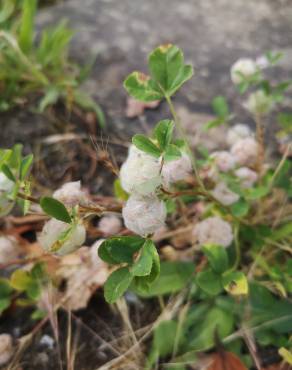 Fotografia 15 da espécie Trifolium tomentosum no Jardim Botânico UTAD