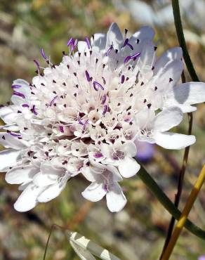 Fotografia 11 da espécie Scabiosa atropurpurea no Jardim Botânico UTAD