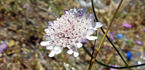 Fotografia da espécie Scabiosa atropurpurea