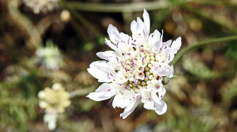 Fotografia da espécie Scabiosa atropurpurea