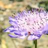 Fotografia 13 da espécie Scabiosa atropurpurea do Jardim Botânico UTAD