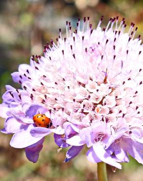 Fotografia 14 da espécie Scabiosa atropurpurea no Jardim Botânico UTAD