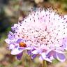 Fotografia 14 da espécie Scabiosa atropurpurea do Jardim Botânico UTAD