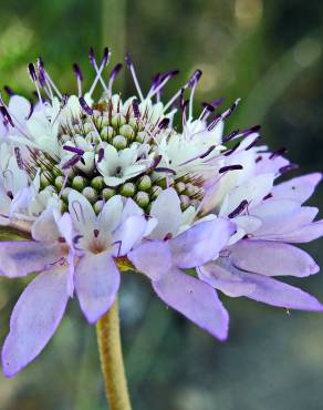 Fotografia 15 da espécie Scabiosa atropurpurea no Jardim Botânico UTAD