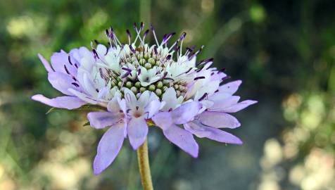 Fotografia da espécie Scabiosa atropurpurea