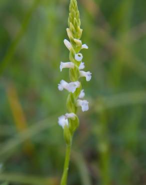 Fotografia 19 da espécie Spiranthes aestivalis no Jardim Botânico UTAD