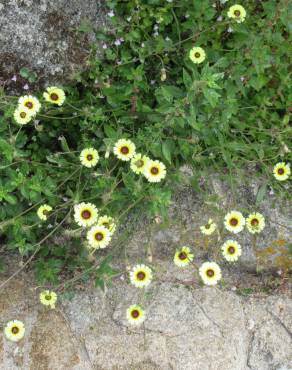 Fotografia 14 da espécie Tolpis barbata no Jardim Botânico UTAD