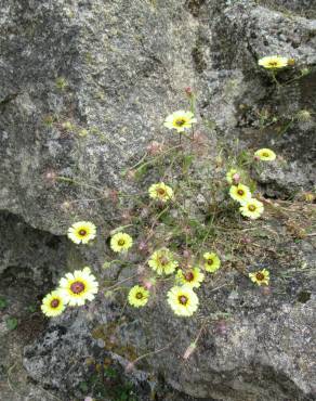 Fotografia 15 da espécie Tolpis barbata no Jardim Botânico UTAD