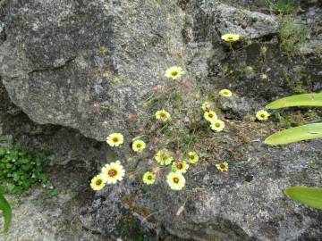 Fotografia da espécie Tolpis barbata