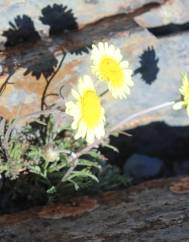 Leucanthemopsis flaveola subesp. flaveola