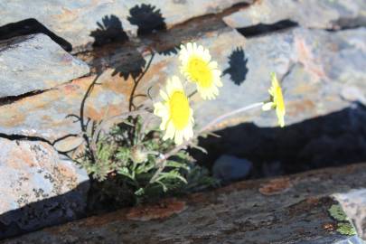 Fotografia da espécie Leucanthemopsis flaveola subesp. flaveola