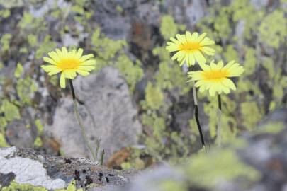 Fotografia da espécie Leucanthemopsis flaveola subesp. flaveola