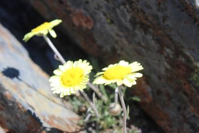 Fotografia da espécie Leucanthemopsis flaveola subesp. flaveola