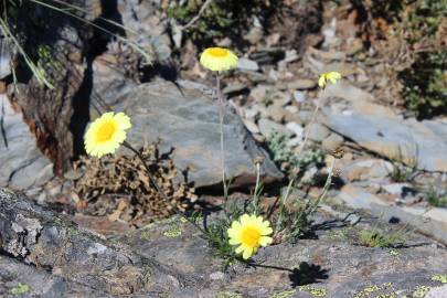 Fotografia da espécie Leucanthemopsis flaveola subesp. flaveola