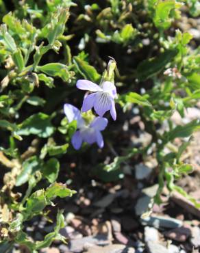 Fotografia 11 da espécie Viola lactea no Jardim Botânico UTAD