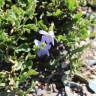 Fotografia 11 da espécie Viola lactea do Jardim Botânico UTAD