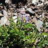 Fotografia 12 da espécie Viola lactea do Jardim Botânico UTAD