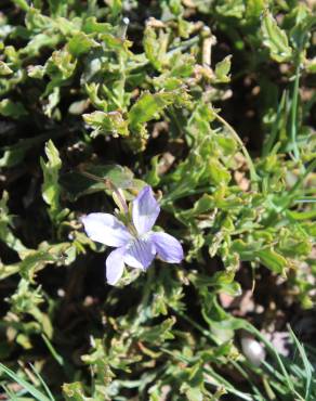 Fotografia 13 da espécie Viola lactea no Jardim Botânico UTAD