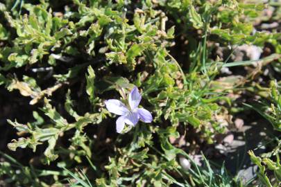Fotografia da espécie Viola lactea