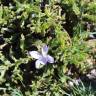 Fotografia 13 da espécie Viola lactea do Jardim Botânico UTAD