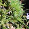 Fotografia 15 da espécie Viola lactea do Jardim Botânico UTAD