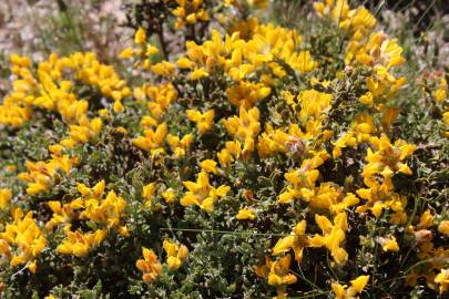 Fotografia da espécie Pterospartum tridentatum subesp. cantabricum