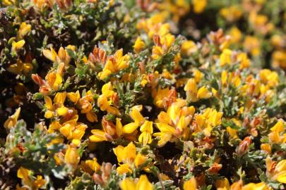 Fotografia da espécie Pterospartum tridentatum subesp. cantabricum