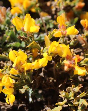 Fotografia 13 da espécie Pterospartum tridentatum subesp. cantabricum no Jardim Botânico UTAD