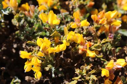 Fotografia da espécie Pterospartum tridentatum subesp. cantabricum