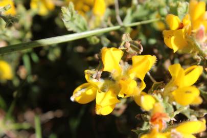 Fotografia da espécie Pterospartum tridentatum subesp. cantabricum