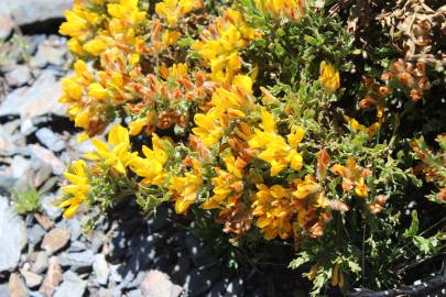 Fotografia da espécie Pterospartum tridentatum subesp. cantabricum