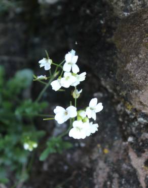 Fotografia 8 da espécie Murbeckiella sousae no Jardim Botânico UTAD