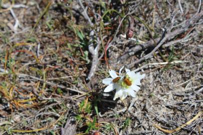 Fotografia da espécie Ornithogalum concinnum