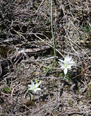 Fotografia 4 da espécie Ornithogalum concinnum no Jardim Botânico UTAD