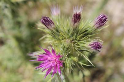 Fotografia da espécie Carduus tenuiflorus