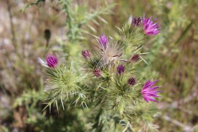 Fotografia da espécie Carduus tenuiflorus