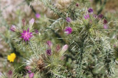 Fotografia da espécie Carduus tenuiflorus